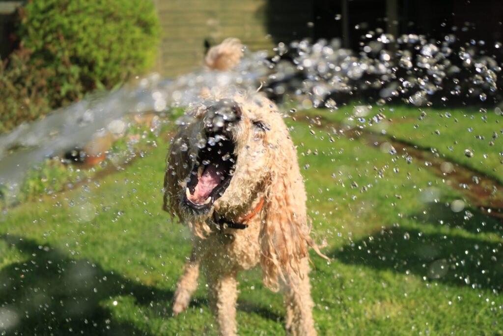 Cuidados com os pets em dias de calor: veterinária deixa orientações 