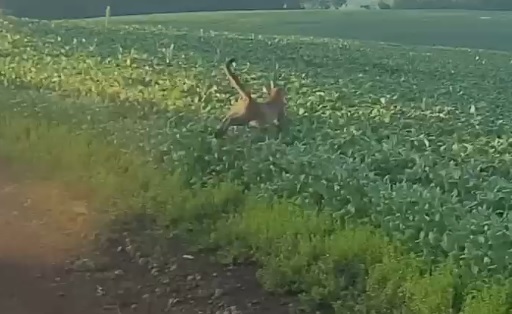 Onça-parda à solta em Campo Erê; veja!