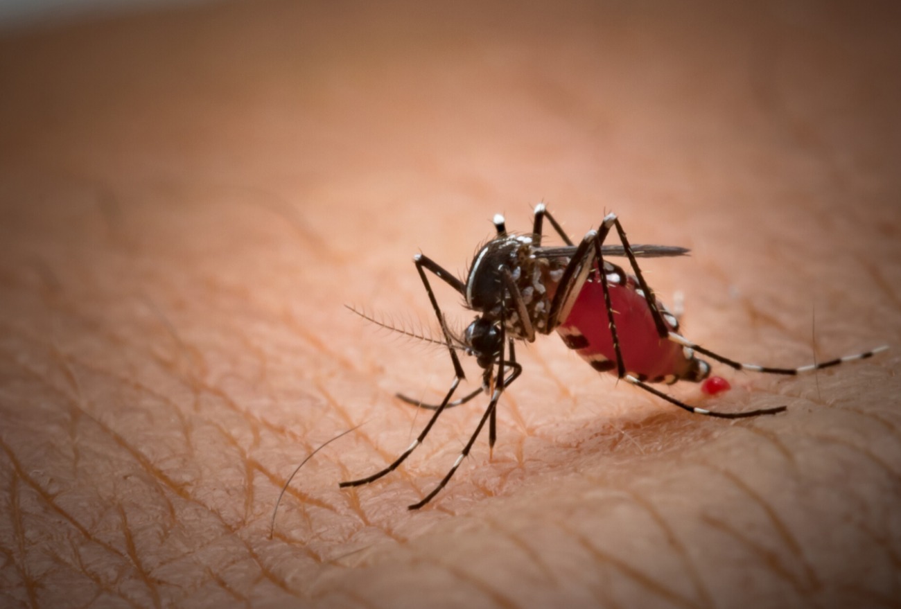 Saudades registra primeiro caso de Dengue de 2024