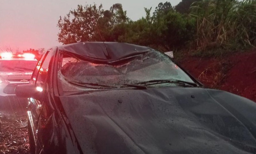 Carro atropela vaca, que é arremessada para cima do veículo