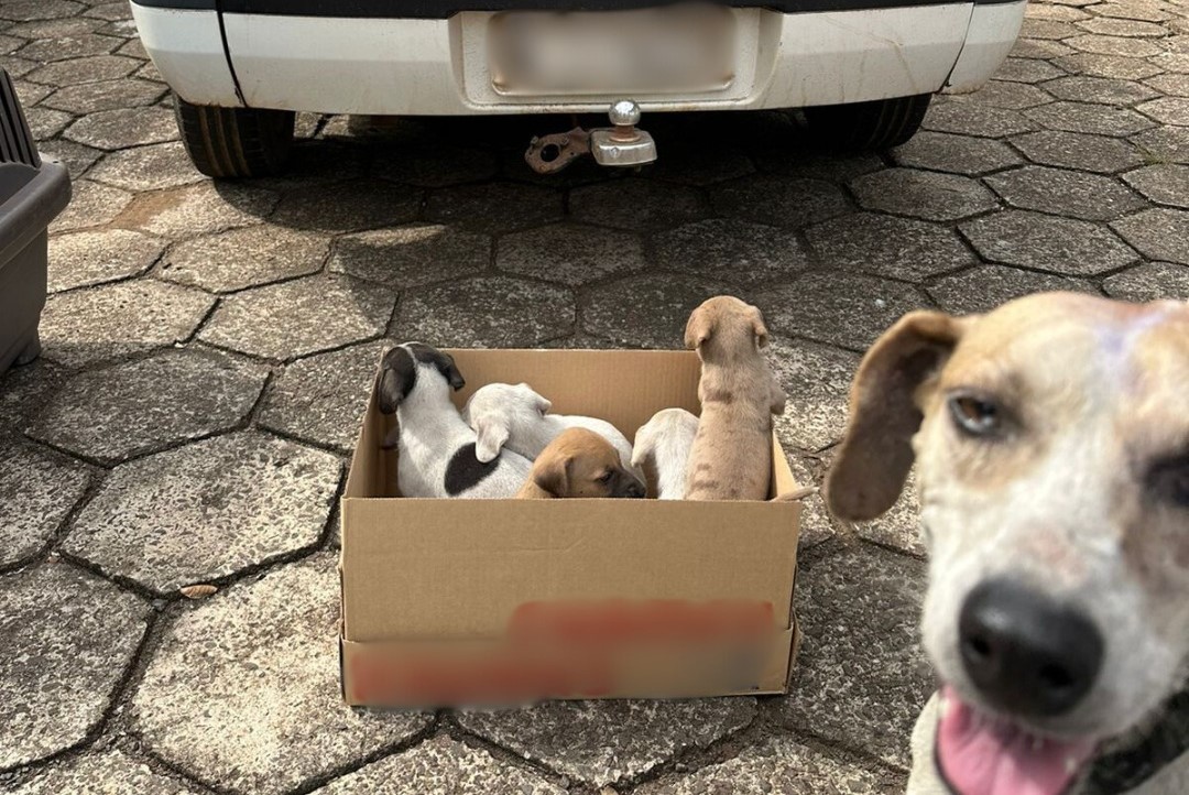 Maus-tratos a cachorros: idoso é preso em Maravilha