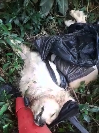 Já sem vida, cachorro é enrolado em saco de lixo e jogado às margens da SC-160 