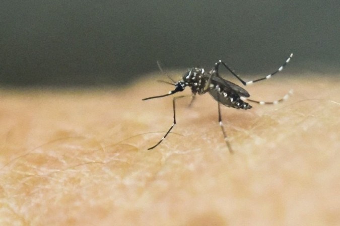 Dia Nacional de Combate à Dengue é celebrado neste sábado