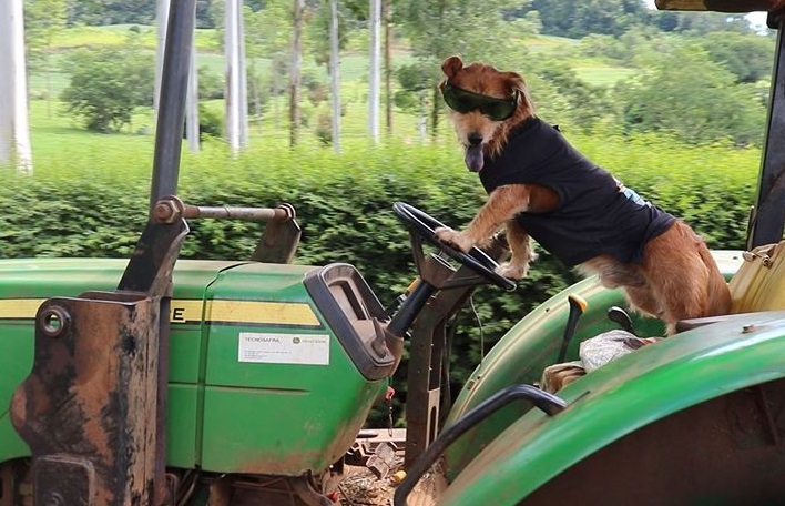 Coró: o cão que dirige trator e anda de moto