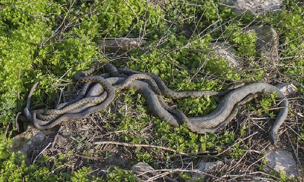 Conheça a ilha “recheada” de serpentes que tem visitação proibida
