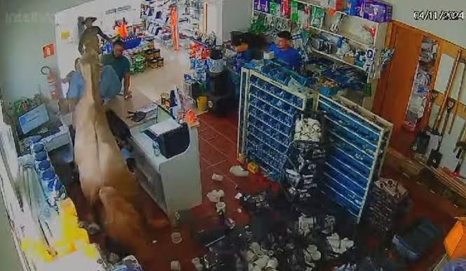 VÍDEO! Cavalo invade loja, relincha e derruba atendentes do balcão