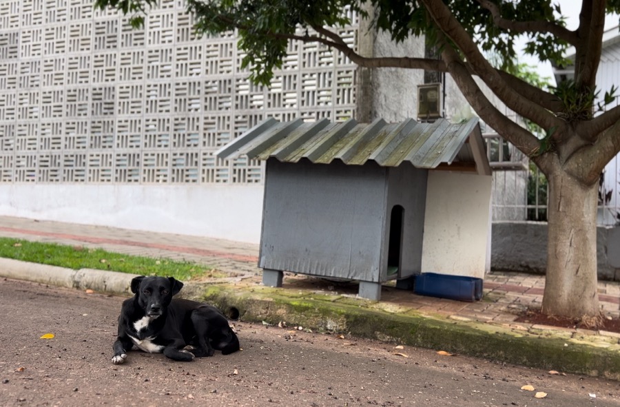 Cachorro é bem cuidado pela comunidade (Foto: Renan Ribeiro)