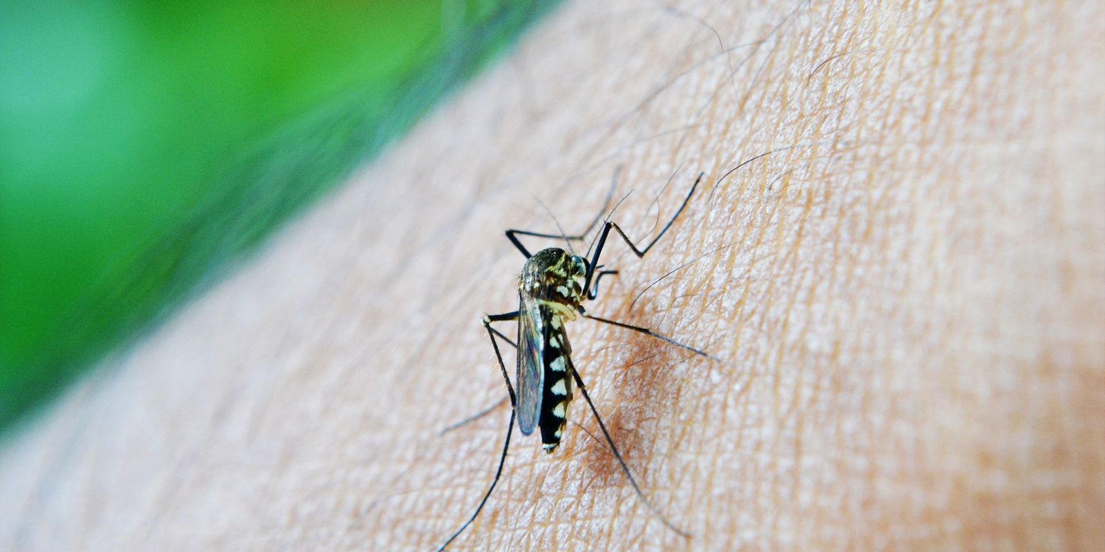 Casos da dengue seguem aumentando em Nova Erechim  (Foto: Agência Brasil )