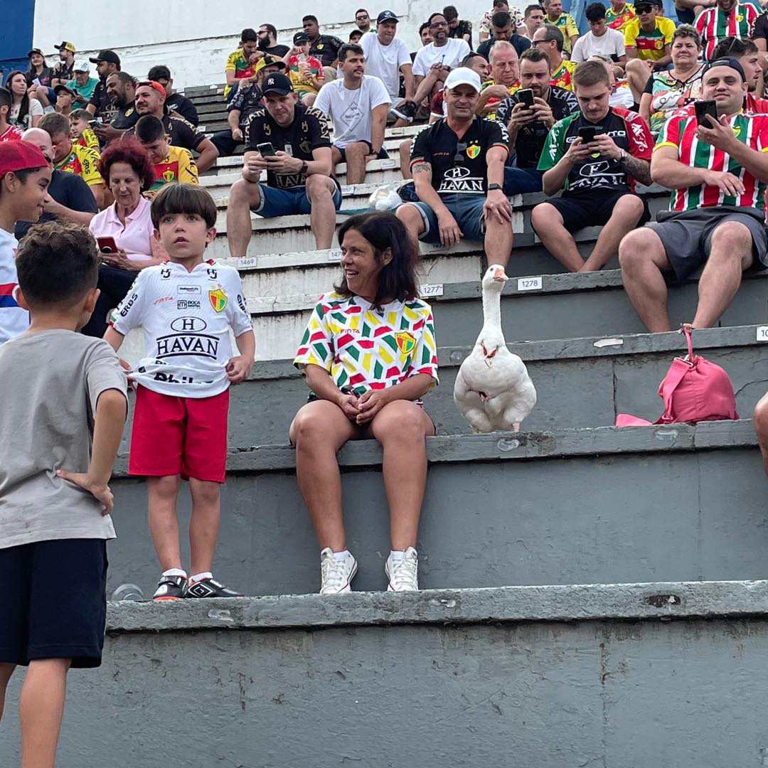 Gansa “assiste” jogo do campeonato catarinense direto da arquibancada