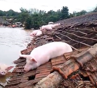 Imagens são chocantes (Foto: Divulgação)