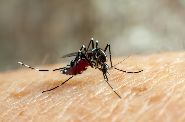 Pinhalzinhco chega aos 100 casos de dengue  (Foto: portal.unit)