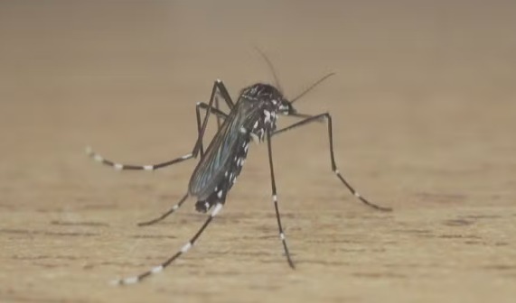 Pinhalzinho confirma segunda morte por dengue