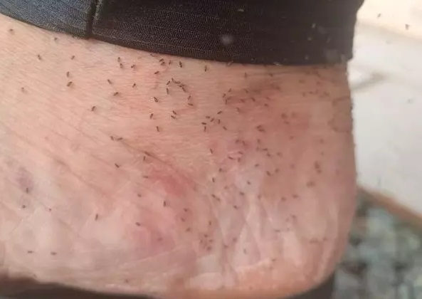 Infestação de mosquitos tira o sossego de moradores