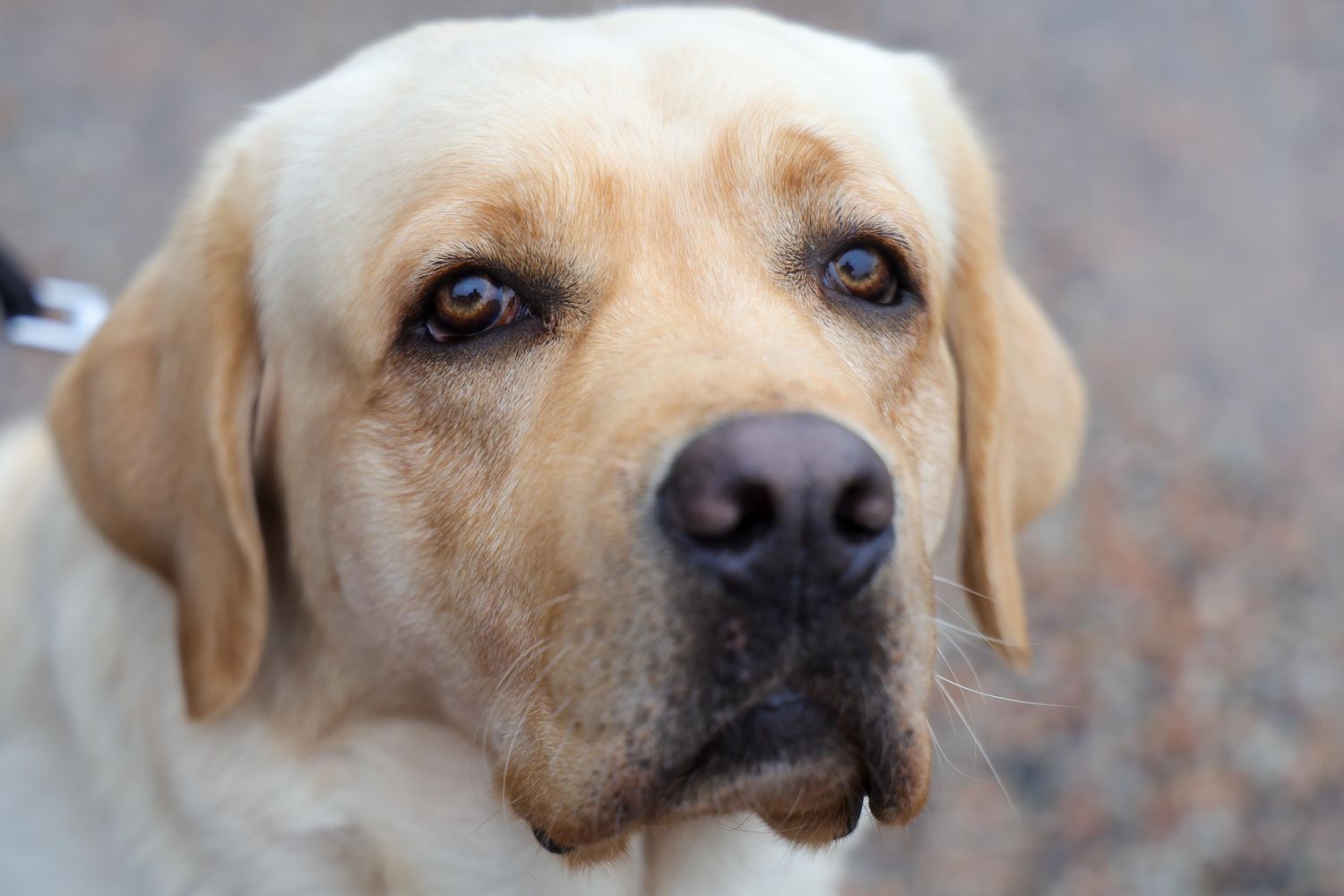 Estado lança campanha para conscientizar população sobre a guarda de animais 