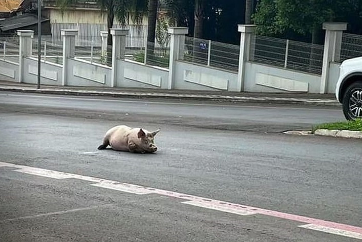 Porcos são flagrados passeando calmamente em Pinhalzinho