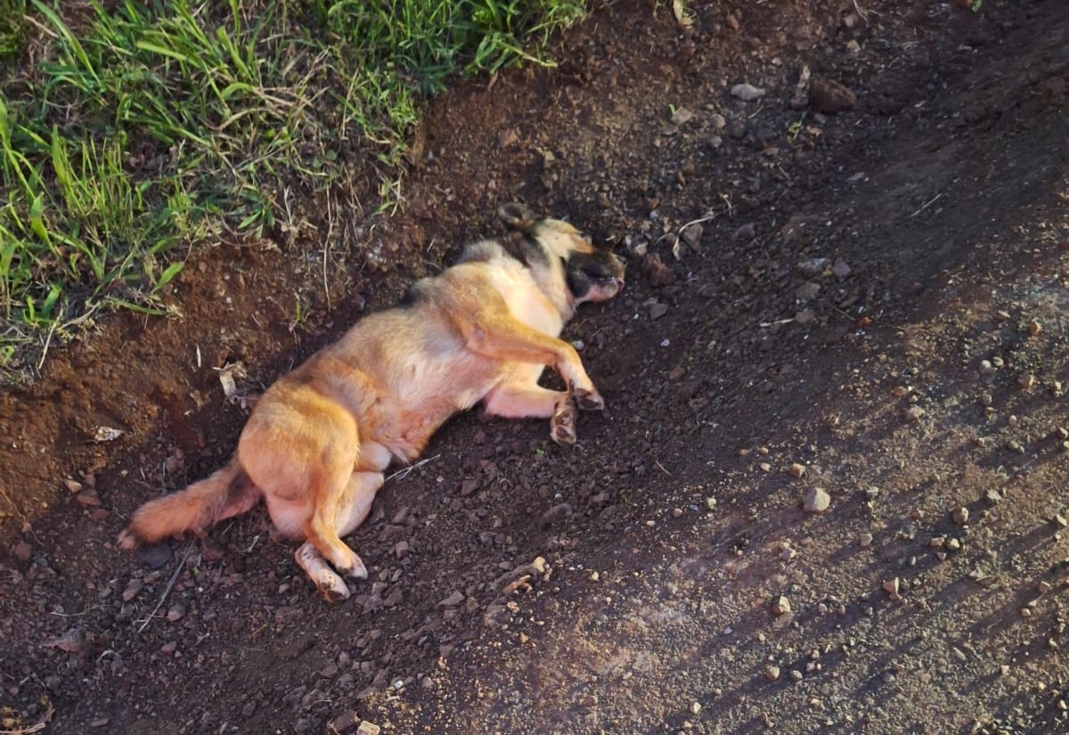 Atropelamento deixa cachorro morto em Pinhalzinho