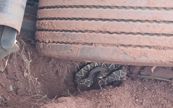 Caminhoneiro perde controle da direção e quase cai em cima de cobra