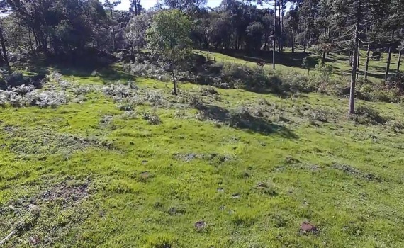 Morte de idoso foi de causas naturais e não de ataque de animal 