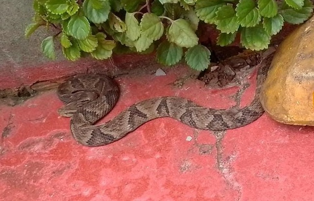 'Arrepio só de olhar!' cobra gigante surge no Oeste