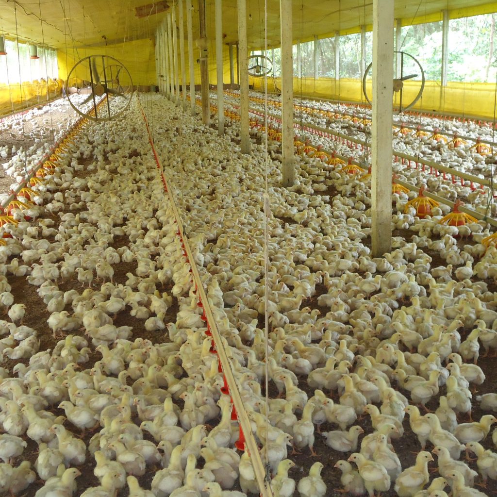 Santa Catarina possui um plantel com mais de 132,3 milhões de frangos (Foto: Cidasc)