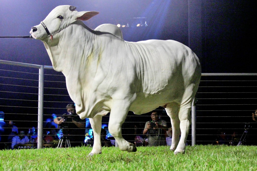 Pre O De Uma Fazenda Vaca Mais Cara Do Mundo Vale R Milh Es