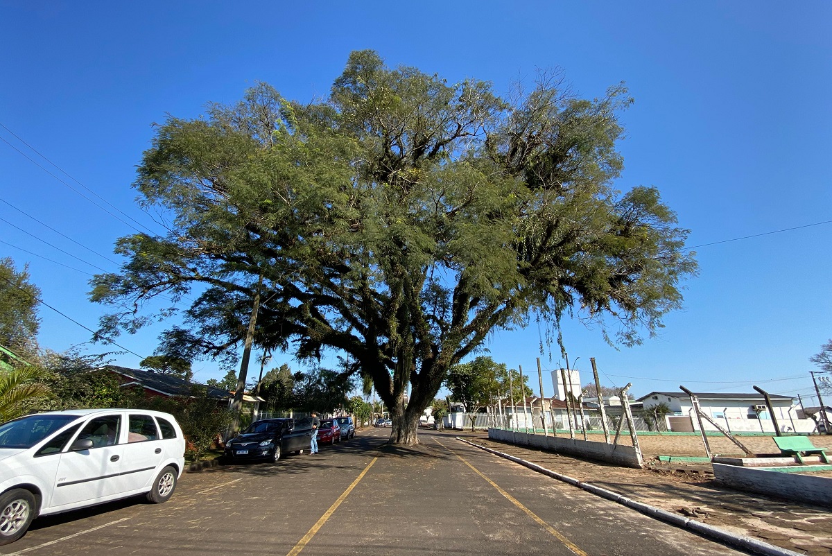 Já viu árvore no meio da rua? Angico é xodó em Pinhalzinho