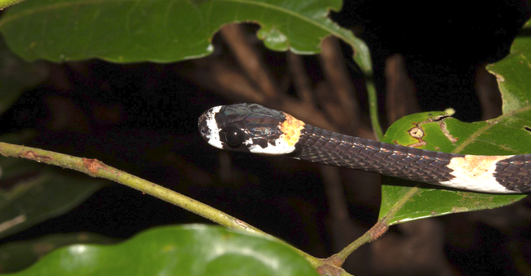 Cobra que fala? Serpente achada no Brasil emite grito 