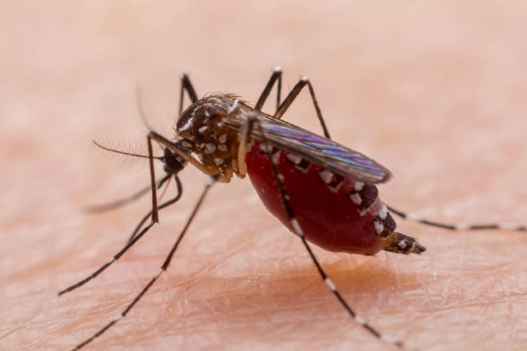 Brasil ultrapassa 500 mil possíveis casos de dengue neste ano