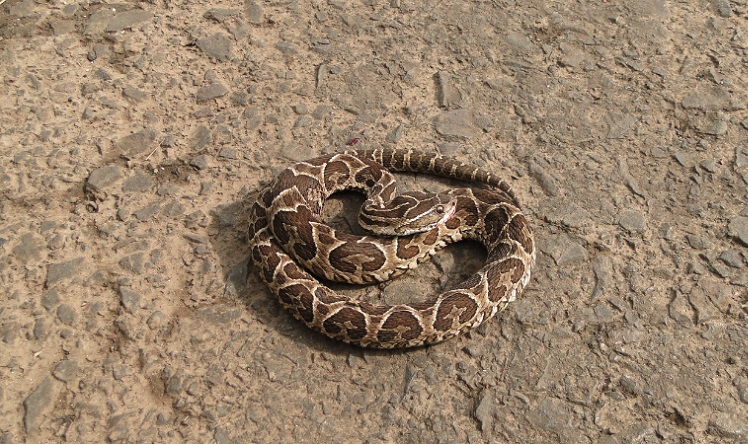 Agricultor pega serpente na 'unha' ao ser picado em Cunha Porã