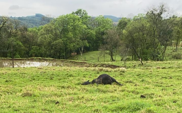 Vacas morrem eletrocutadas no interior de União do Oeste