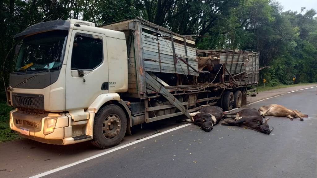 Bois morrem em acidente na BR-282