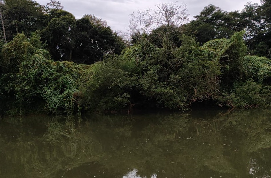 Aposentado sai para pegar minhocas, mas morre afogado