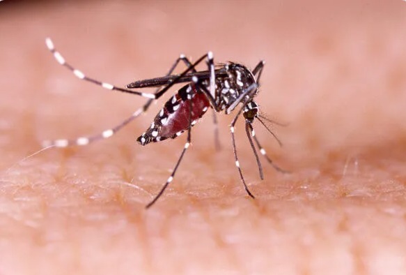 Pinhalzinho confirma novo caso de dengue  (Foto: Brasil Escola/UOL)