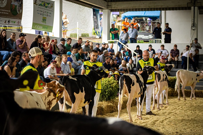 Feira ranqueada vai premiar melhores animais da raça Jersey e Holandês 