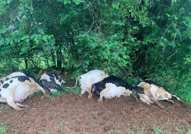 Raio mata sete vacas em propriedade rural