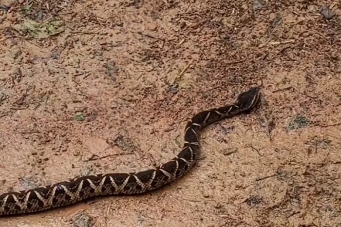 Cobra mais venenosa do Sul do Brasil se esconde em SC