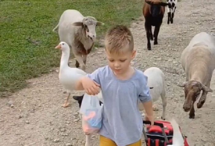 Menino chega de escolinha e é recebido pelos ‘amigos animais’