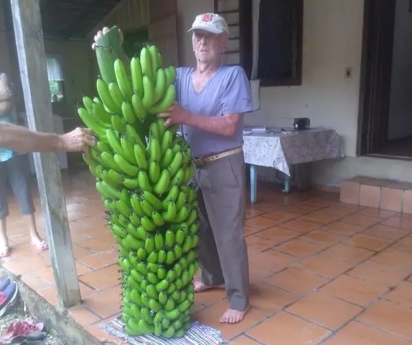 Agricultores colhem cacho de banana gigante