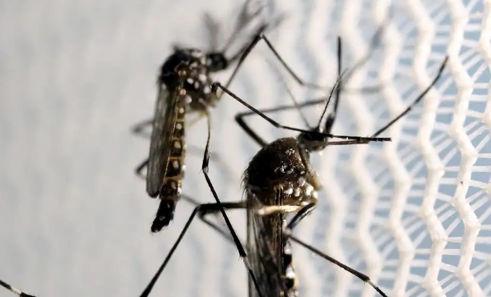 Vigilância Epidemiológica divulga números da epidemia de dengue em 2024 