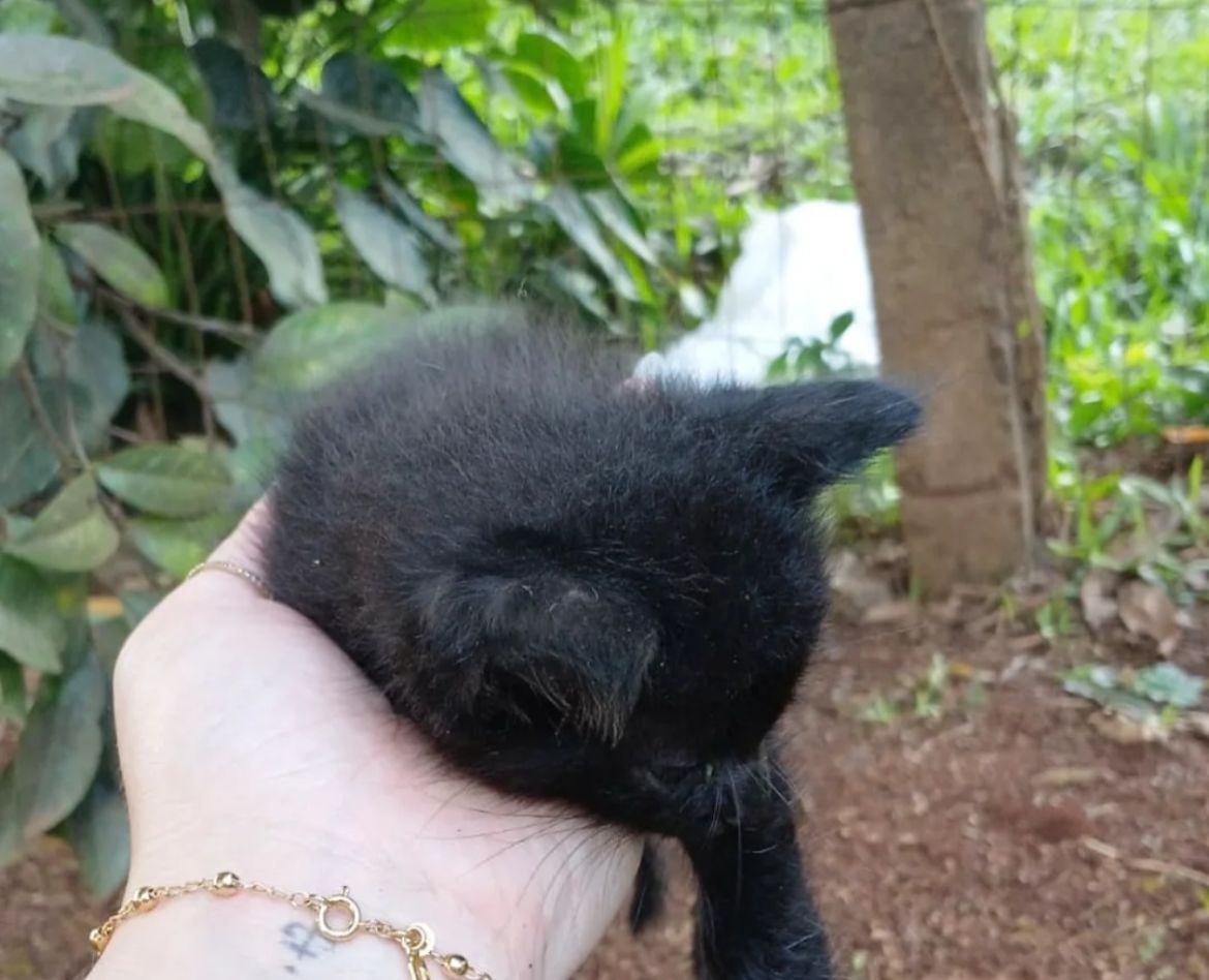 Filhote de gato abandonado em saco plástico amarrado é resgatada por ONG