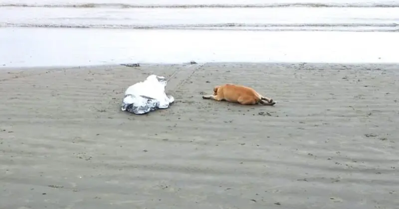 Cachorro que ficou ao lado de dono morto ganha novo lar