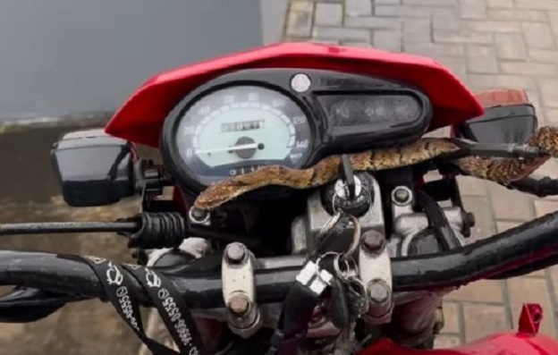 Serpente aparece no guidão enquanto motociclista pilotava