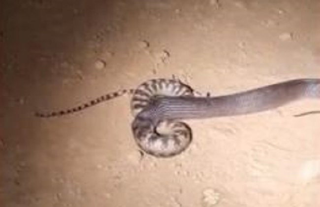 Serpente preta em ação (Foto: Divulgação)