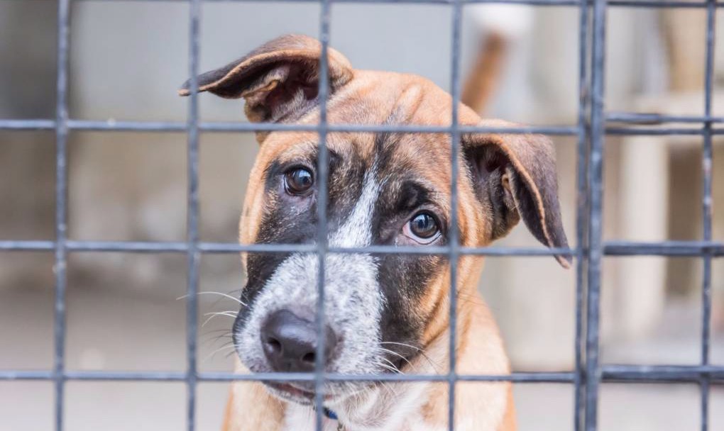 10 de Dezembro: Dia Internacional dos direitos dos animais 