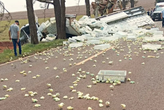 Tombamento deixa milhares de aves espalhadas em rodovia