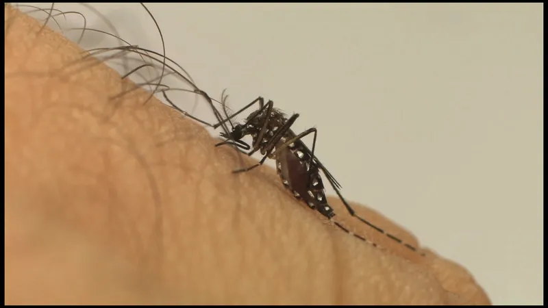 Profissionais da saúde pedem que população eliminem criadouros do mosquito  (Foto: Fiocruz)