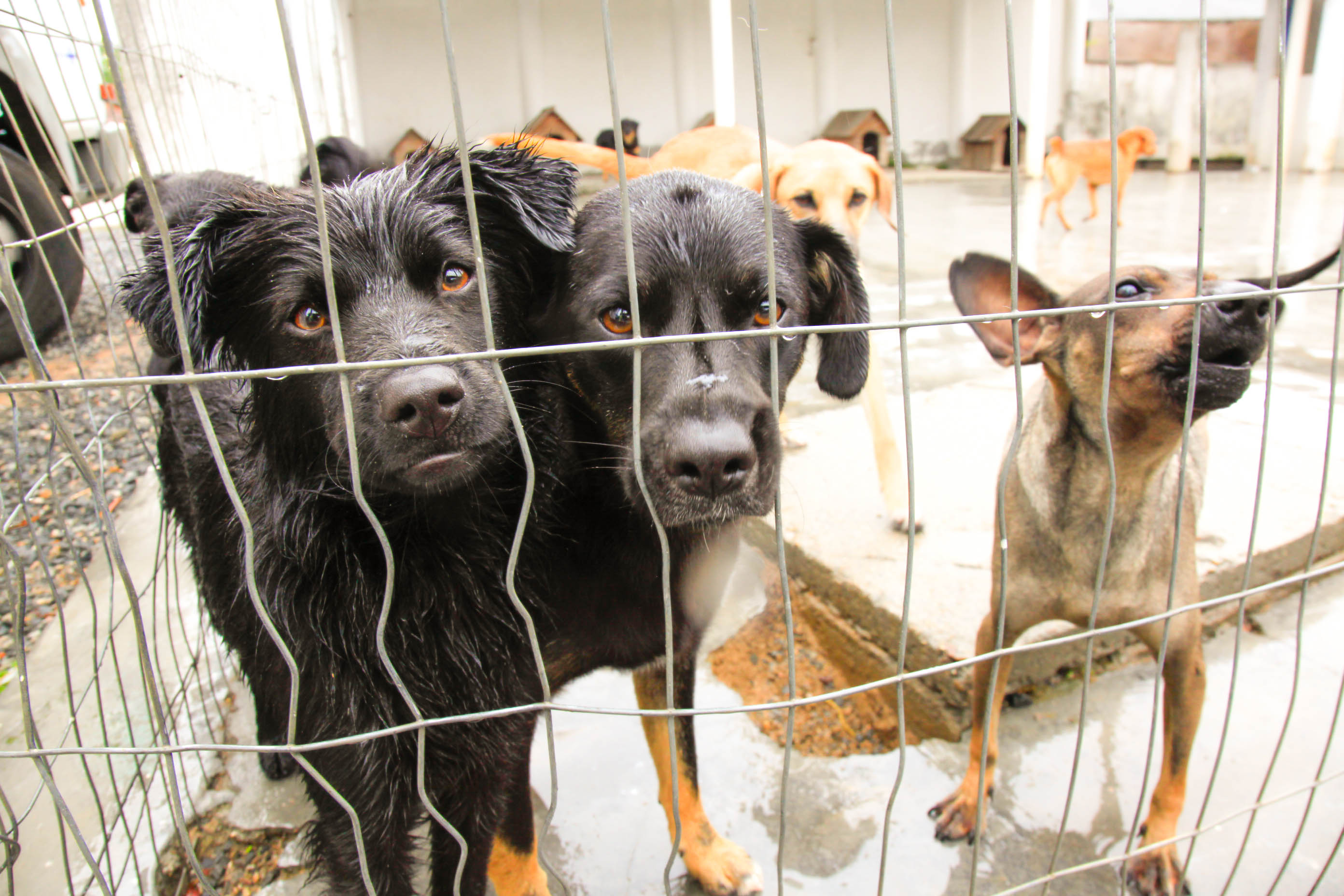 Virou lei: SC terá cadastro de pessoas para cuidar de animais abandonados