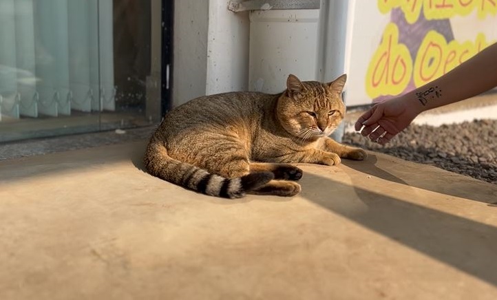 Gatos não se intimidam com a presença de ninguém (Foto: Henrique Paulo Koch)